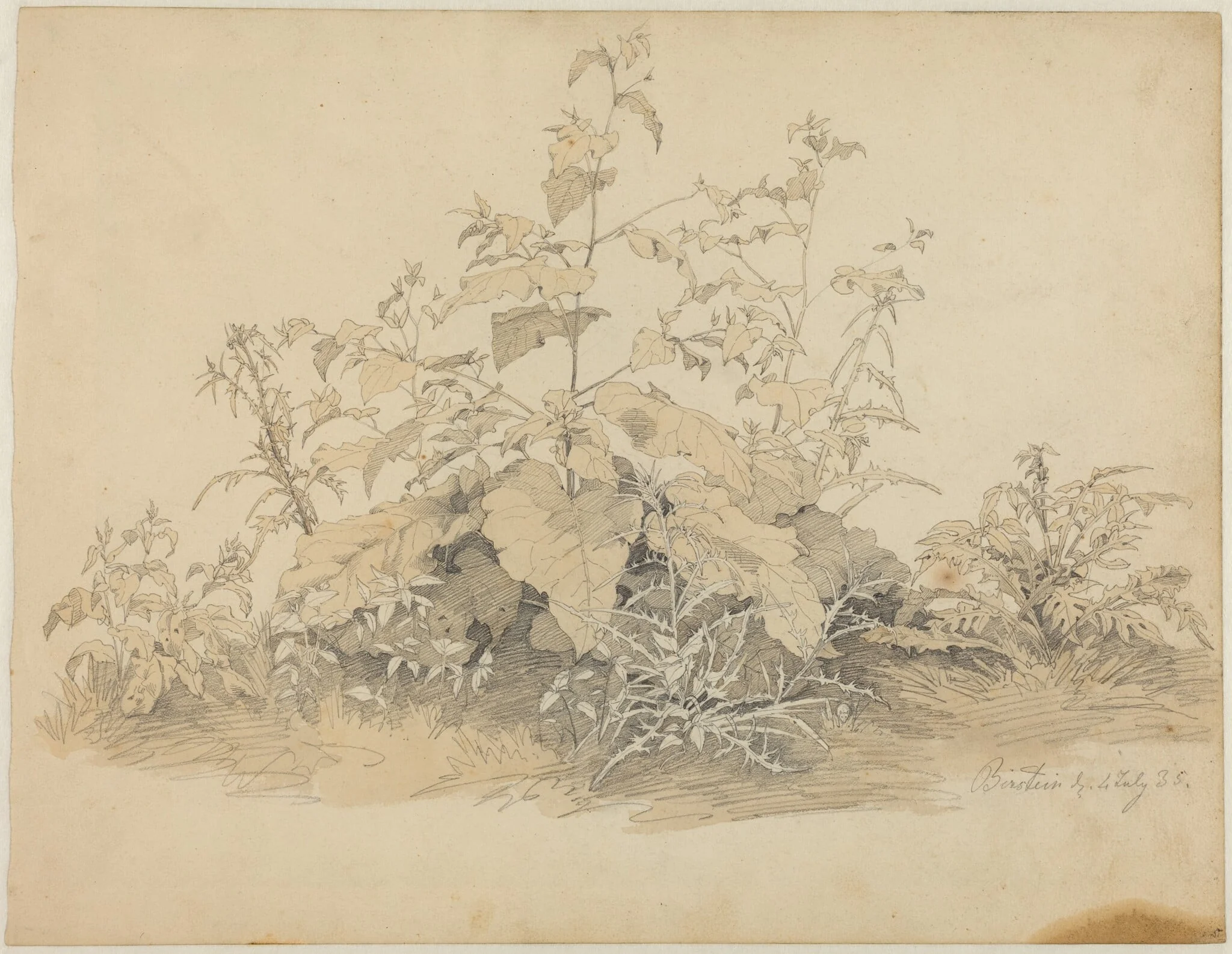 Wild Plants near Birstein, detail