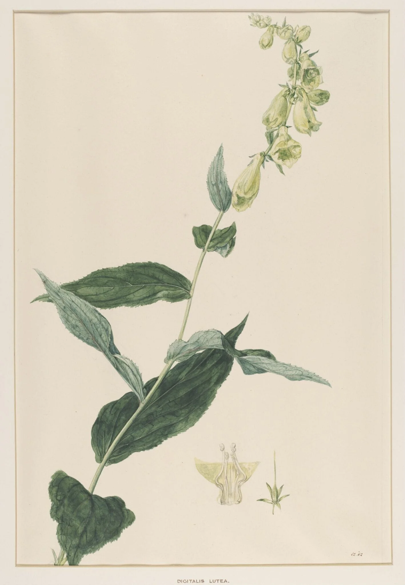 Digitalis Lutea, detail