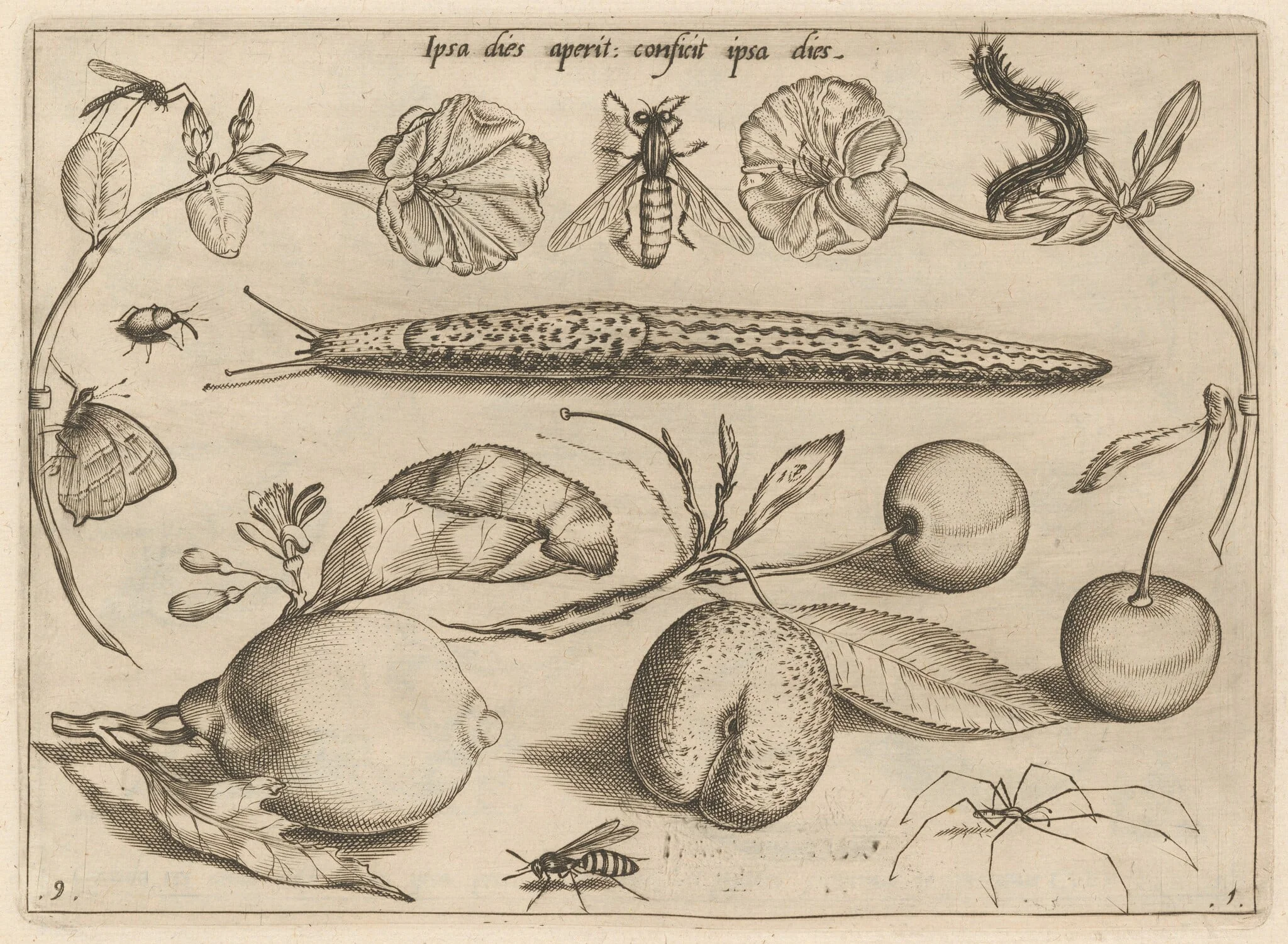 Archetypa studiaque patris Georgii Hoefnagelii [Part 1, Plate 9], detail