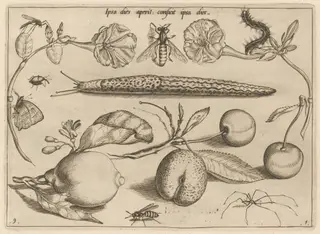 Archetypa studiaque patris Georgii Hoefnagelii [Part 1, Plate 9], by Jacob Hoefnagel, ink, 1592