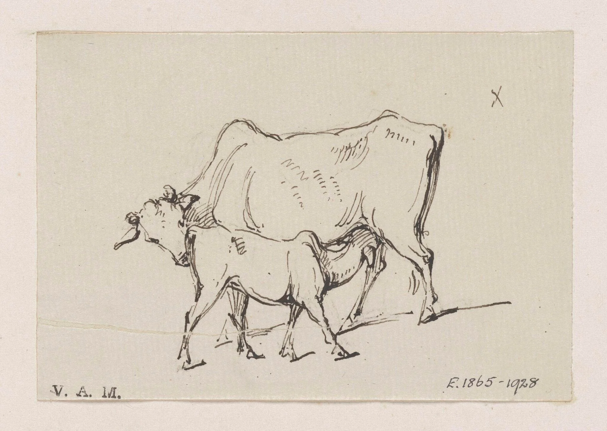 A cow and calf, detail