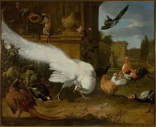 Fowls and a white peacock, by Melchior d' Hondecoeter, oil, 1675