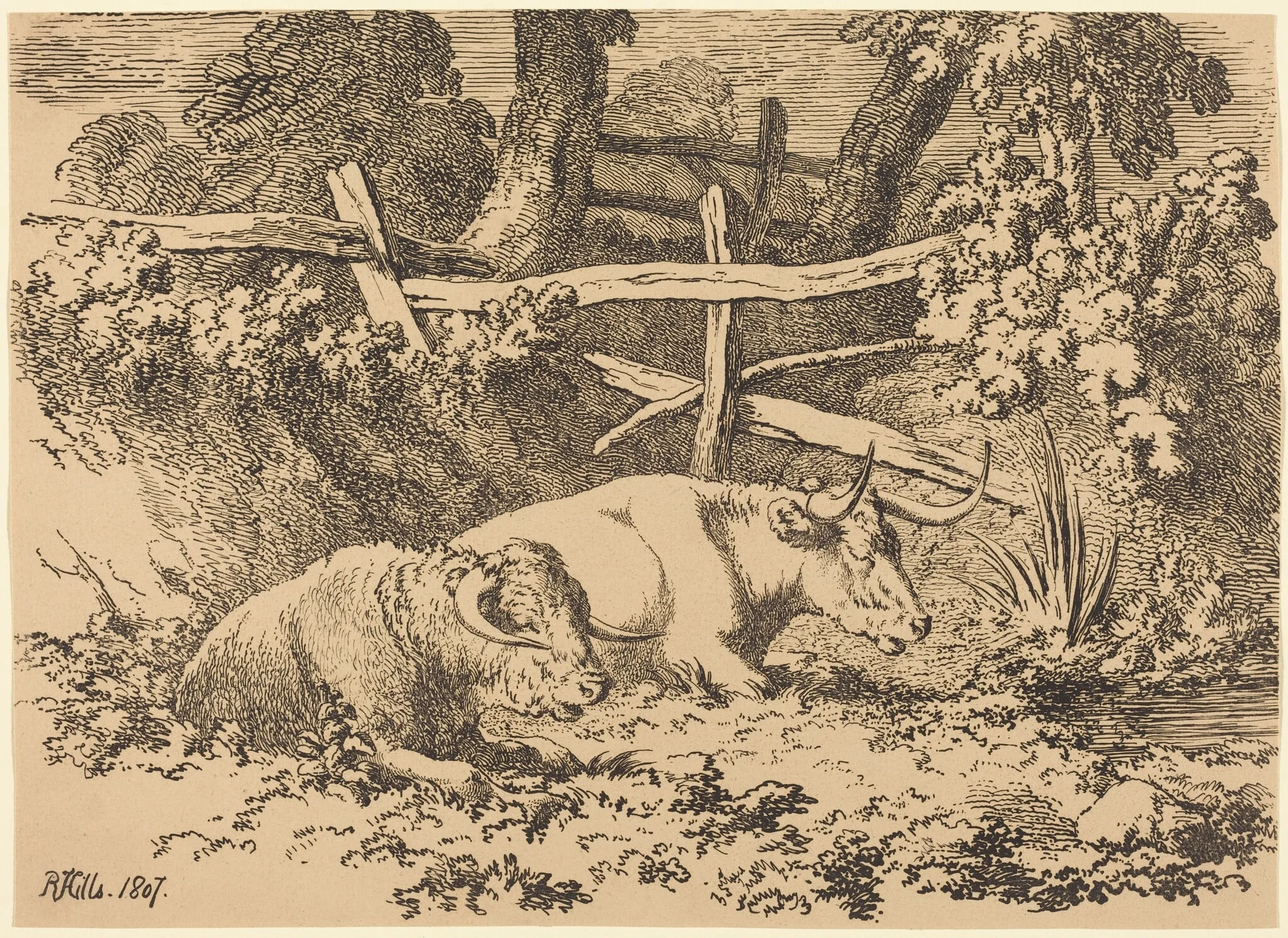 Cattle Resting, detail