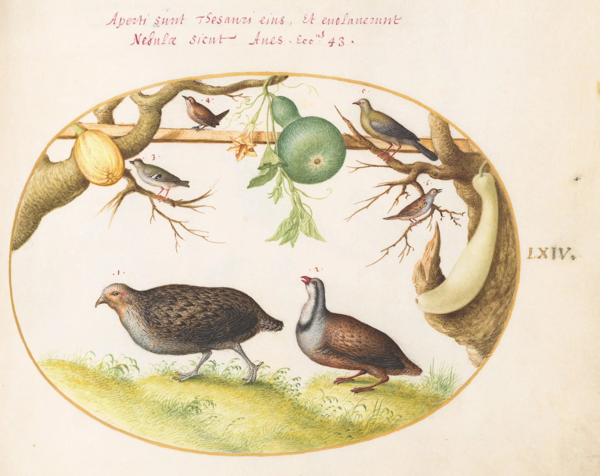 Plate 64: Two Partridges, a Wren, and Other Birds, detail