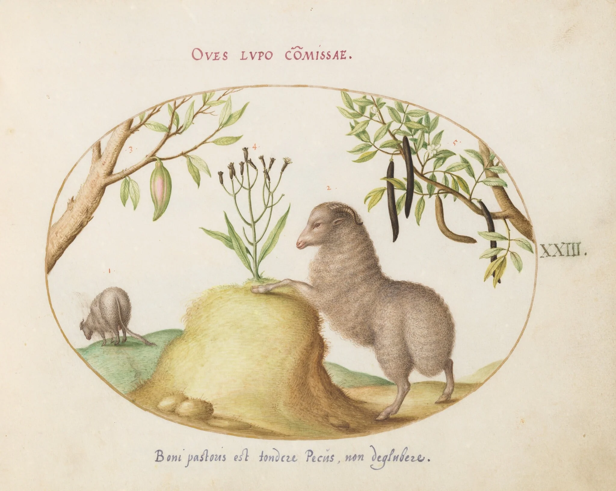 Plate 23: A Fat-Tailed Sheep, a Sheep with a Long Tail, a "Cassia purgatrix,"and Other Plants, detail