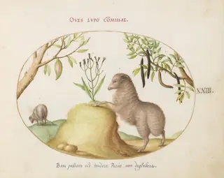 Plate 23: A Fat-Tailed Sheep, a Sheep with a Long Tail, a "Cassia purgatrix,"and Other Plants, by Joris Hoefnagel, gouache, 1594