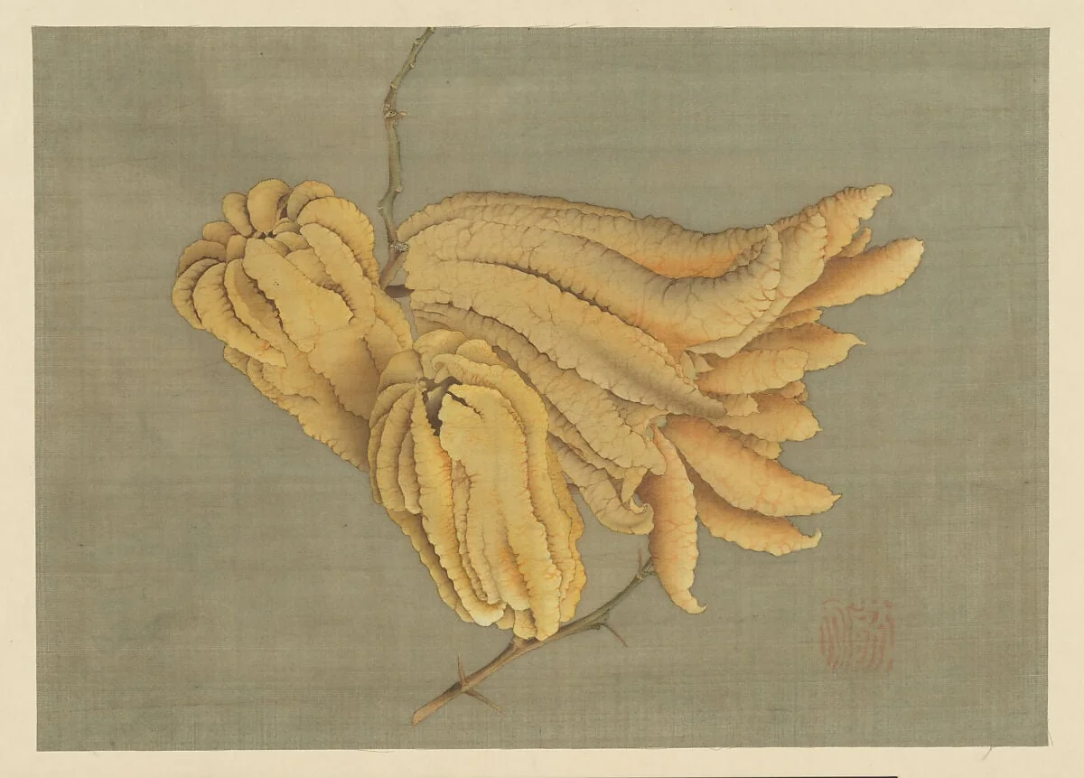 仏手柑図|Buddha’s Hand Citron (Busshukan), detail
