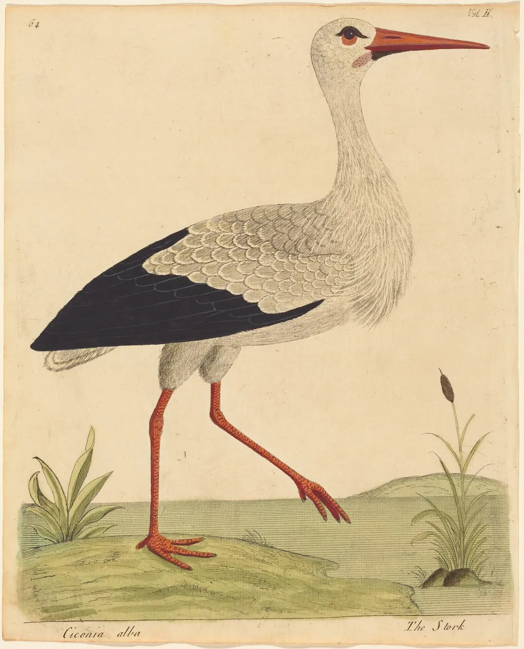 The Stork (Ciconia Alba), by Eleazar Albin, ink, 1734