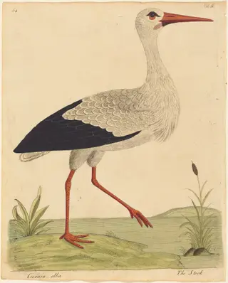 The Stork (Ciconia Alba), by Eleazar Albin, ink, 1734