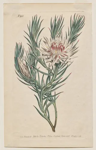 The Botanical Magazine or Flower Garden Displayed: Plate 933, Protea mucronifolia. Dagger-Leaved Protea. [Protea odorata], by Francis Sansom