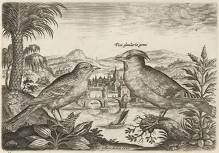 Waxwing and Another Bird, by Adriaen Collaert, ink, 1600