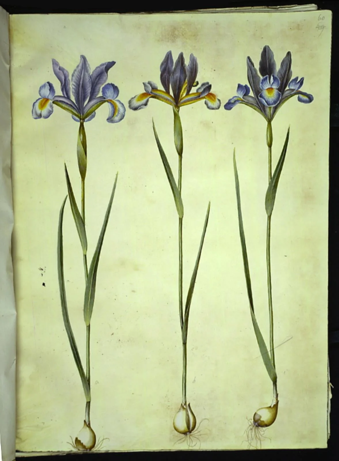 Iris xiphium (spansk iris), detail