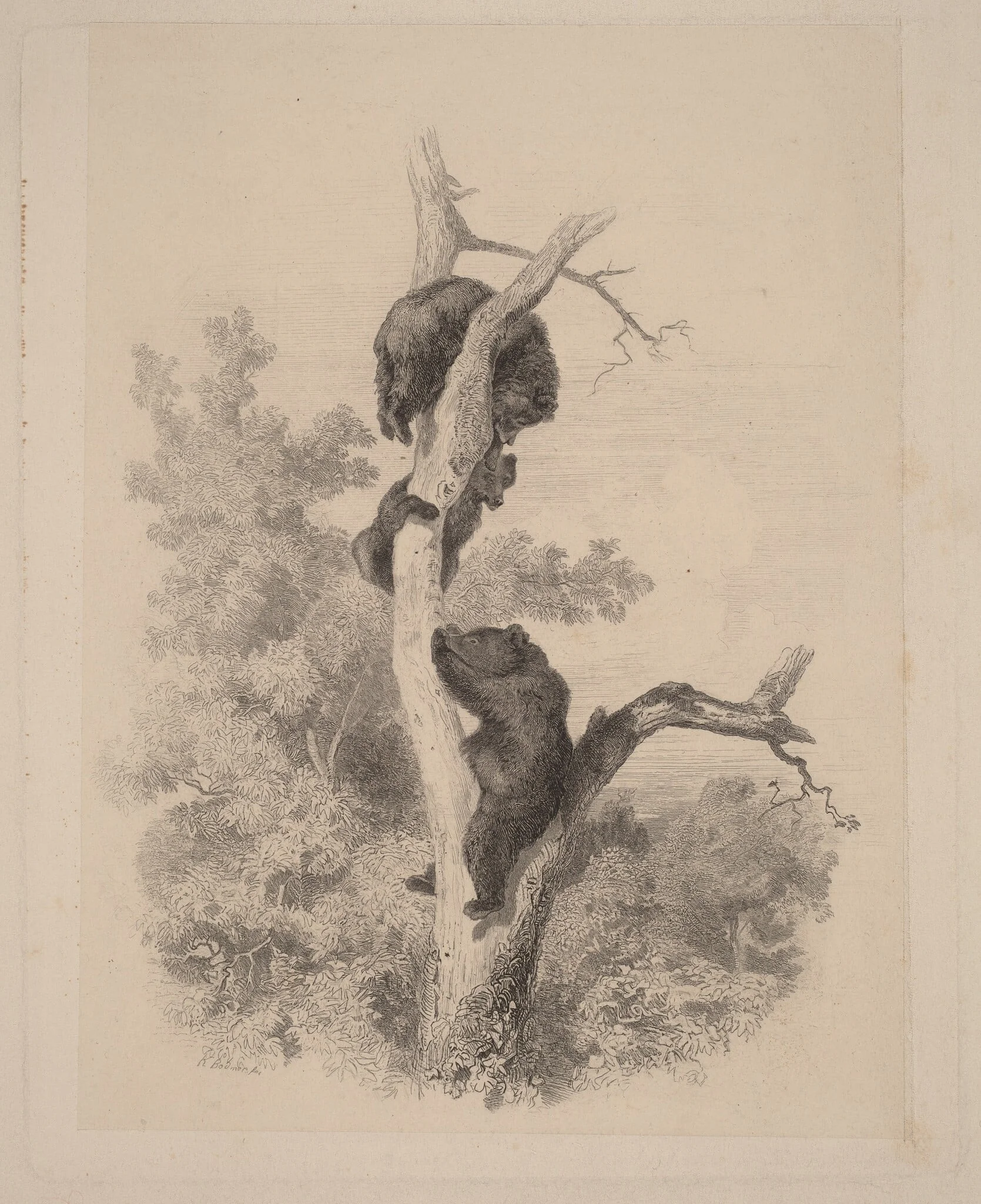 Les ours, detail