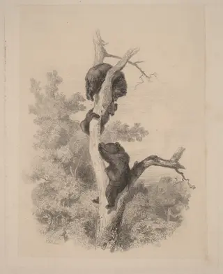 Les ours, by Karl Bodmer, ink, 1851