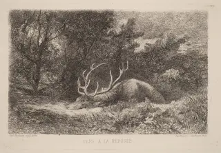 Cerf a la Reposee, by Karl Bodmer, ink, 1851