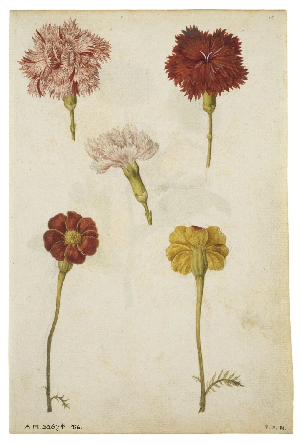 Clove pinks and marigold; Marigold, by Jacques Le Moyne de Morgues, watercolor, 1568