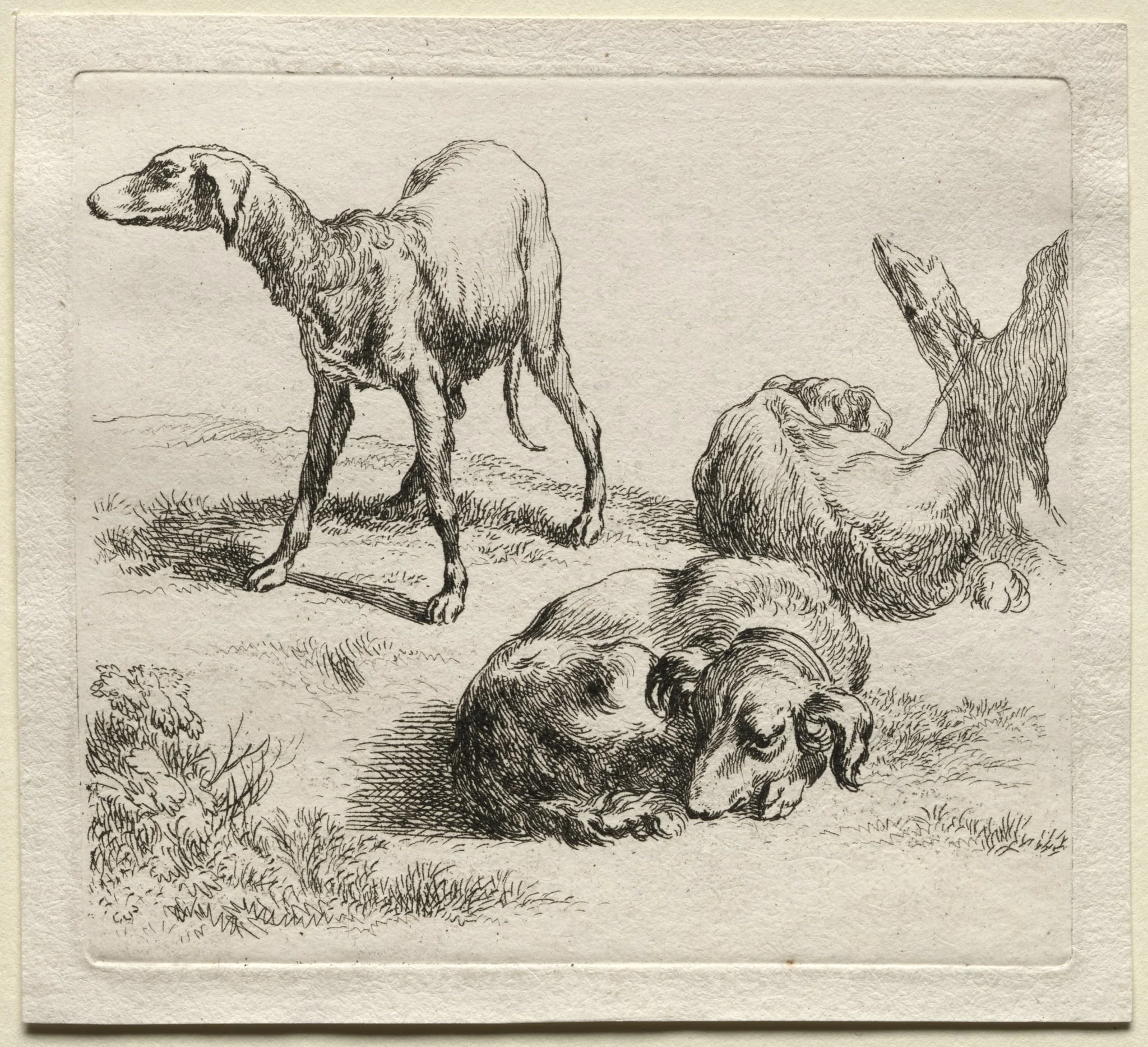 Animalia: Three Hunting Dogs, detail