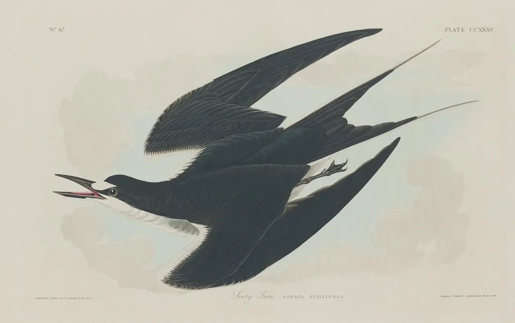 Sooty Tern, by Havell, Jr., Robert, ink, 1834