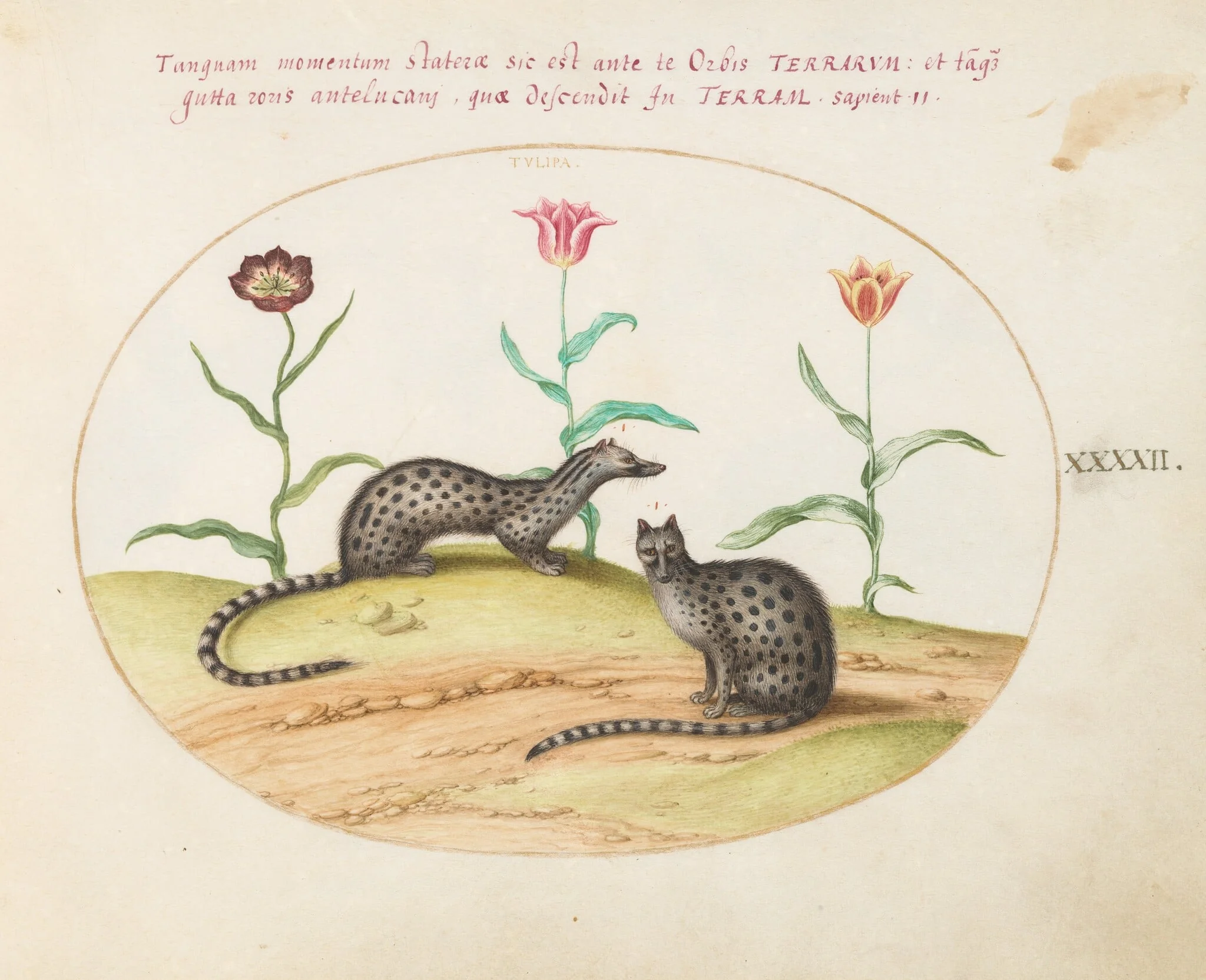 Plate 42: Two Genets or Civet Cats with Tulips, detail