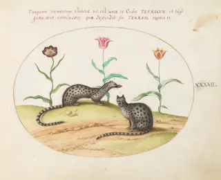 Plate 42: Two Genets or Civet Cats with Tulips, by Joris Hoefnagel, gouache, 1594