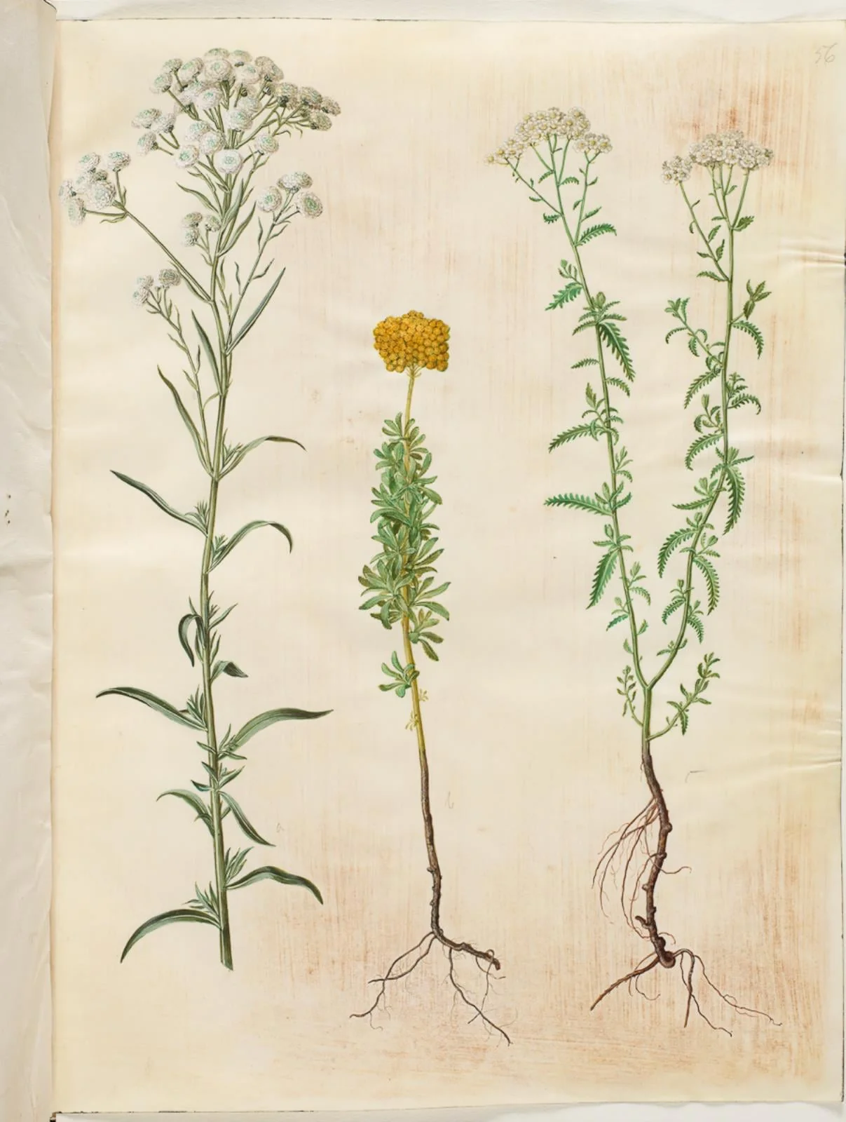 Achillea ptarmica (sølvknap-røllike); Achillea ageratum (balsam-røllike); Achillea millefolium (almindelig røllike), detail