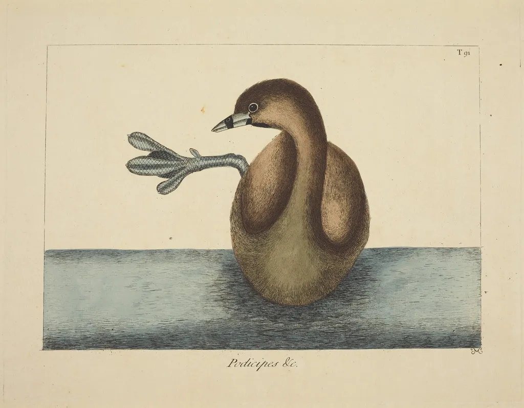 The Pied-billed Dobchick (Colymbus podiceps), by Mark Catesby, ink, 1737