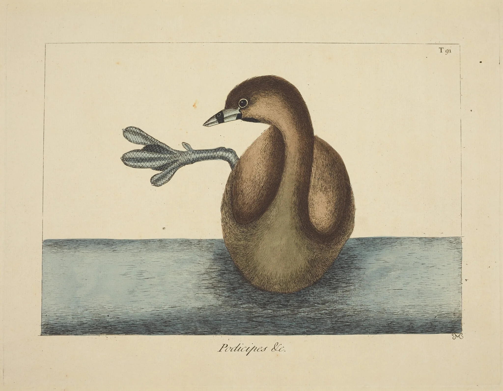 The Pied-billed Dobchick (Colymbus podiceps), detail