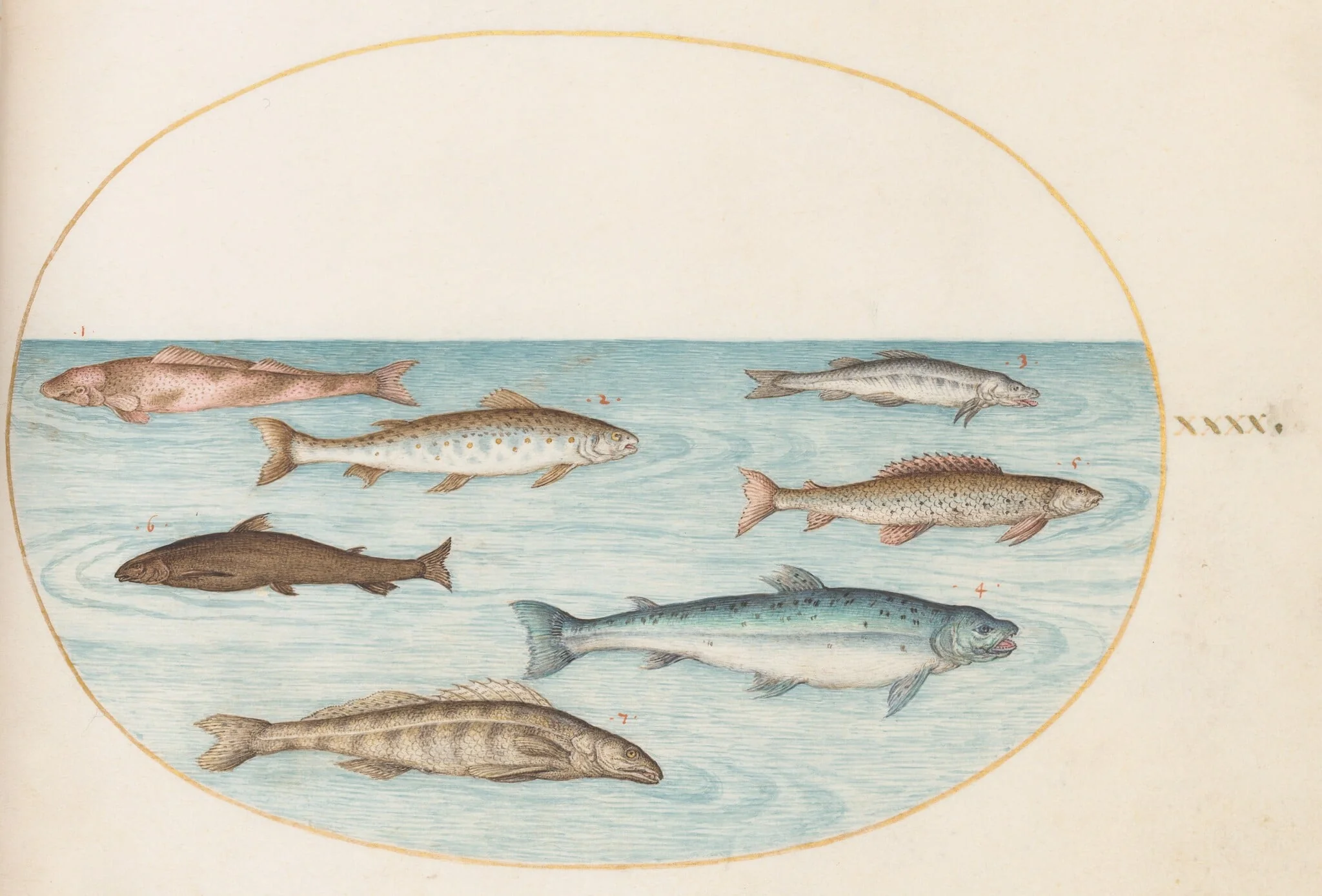 Plate 40: Salmon, Trout, and Freshwater(?) Fish, detail