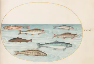 Plate 40: Salmon, Trout, and Freshwater(?) Fish, by Joris Hoefnagel, gouache, 1594