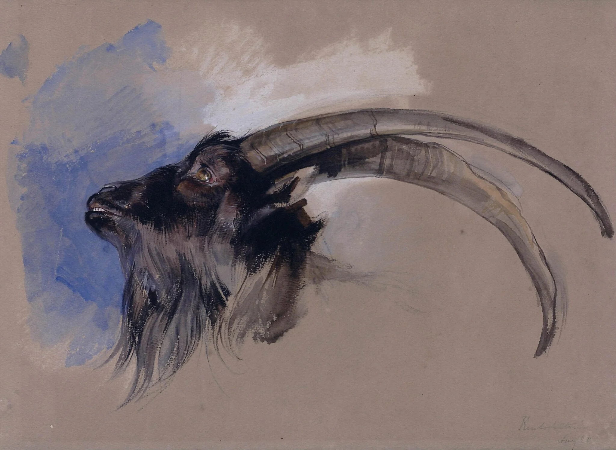 Head of an Ibex, detail