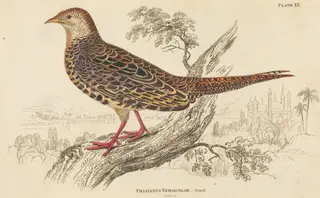 Phasianus Versicolor - Female, by William Home Lizars, ink, 1824