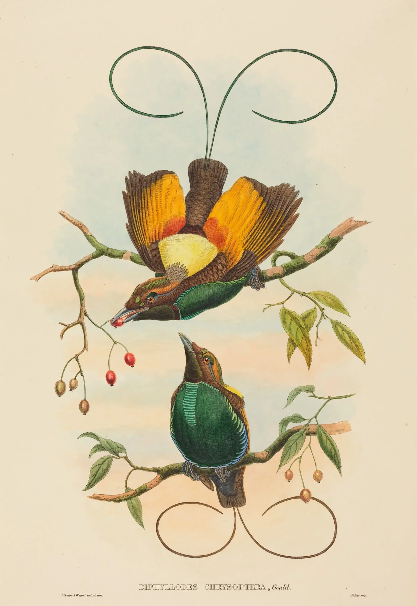 Diphyllodes chrysoptera (Magnificent Bird of Paradise), detail