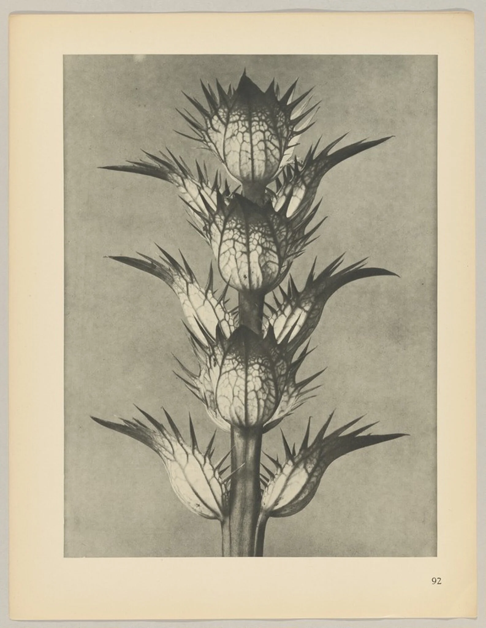 Acanthus mollis, detail