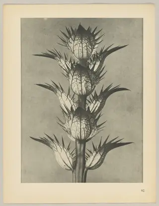 Acanthus mollis, by Karl Blossfeldt, 1928
