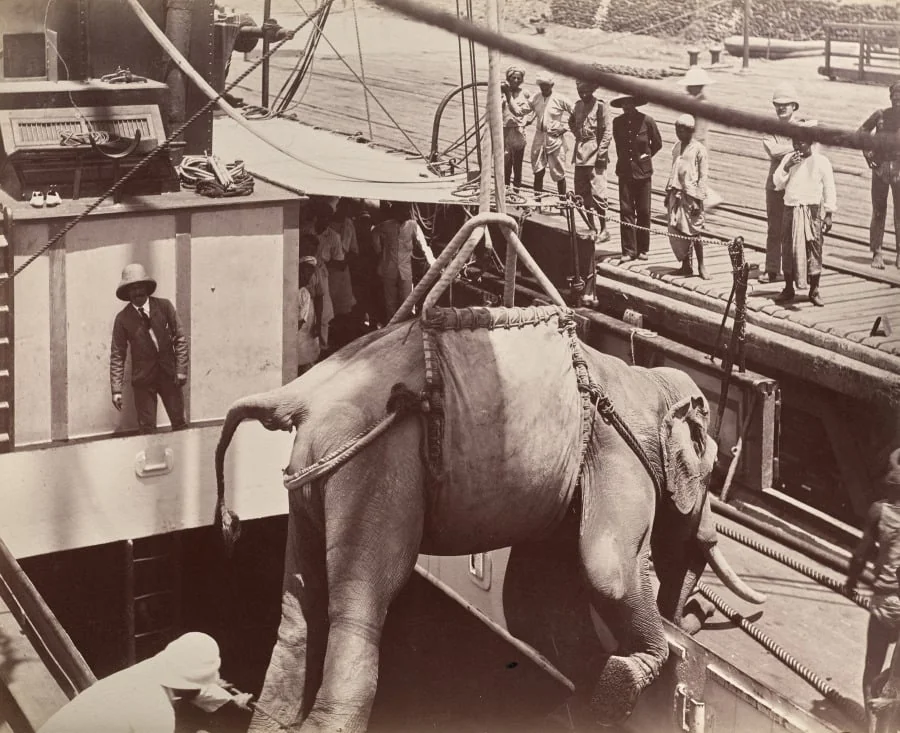 Untitled (elephant being loaded onto a ship, recto), detail