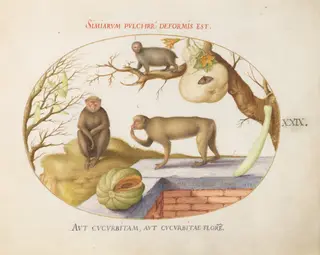 Plate 29: Two Monkeys, an "Arctopithecus"(Sloth?) and Fruit, by Joris Hoefnagel, gouache, 1575