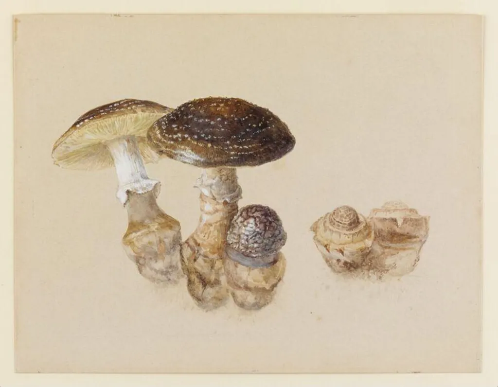 Study of mushrooms, by Beatrix Potter, watercolor, 1894