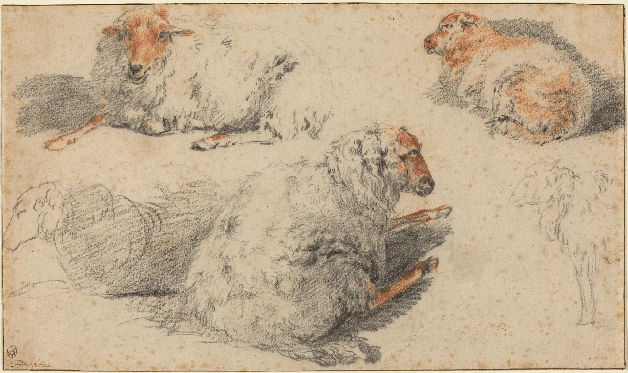 Sheep, detail