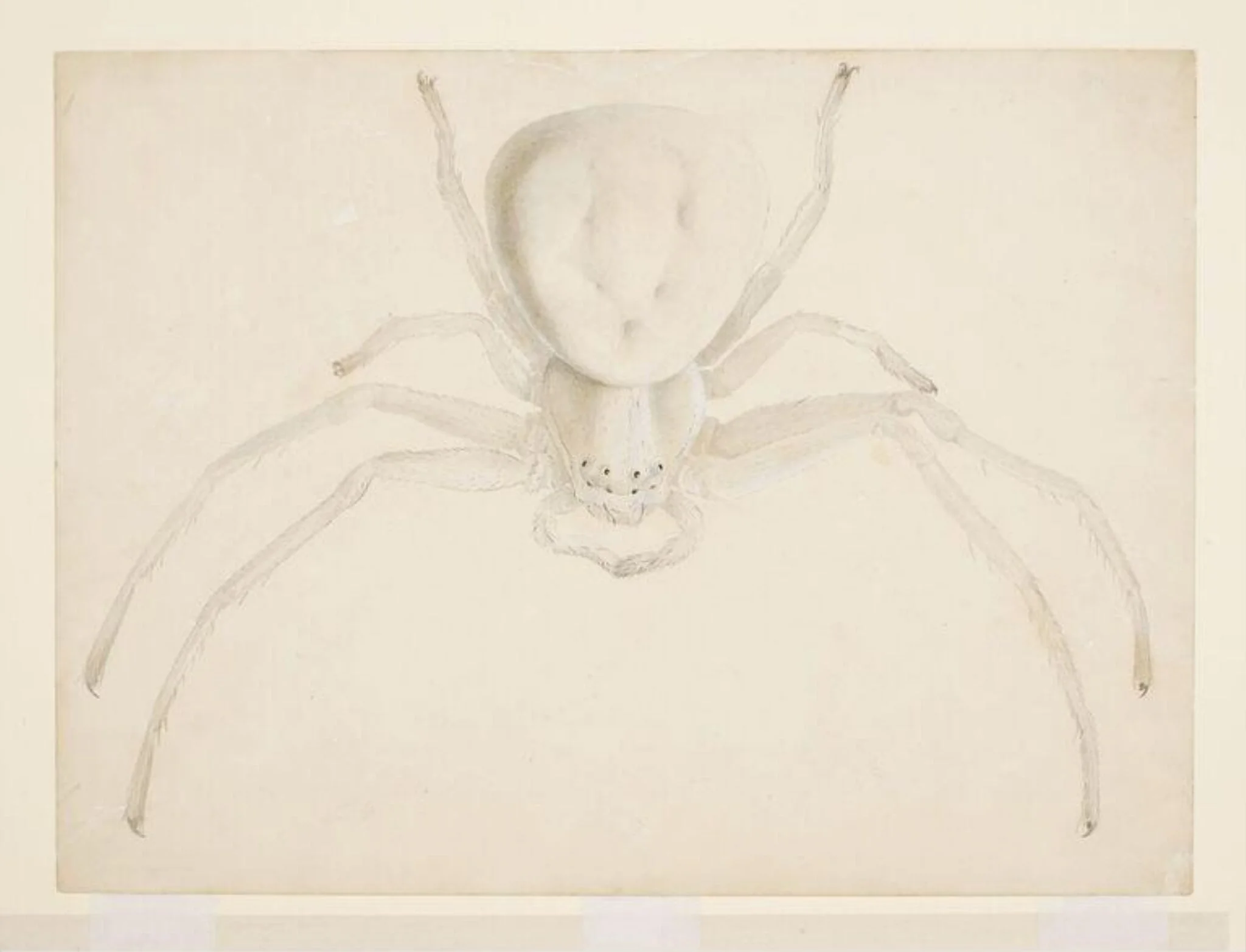 Study of a light grey spider, detail