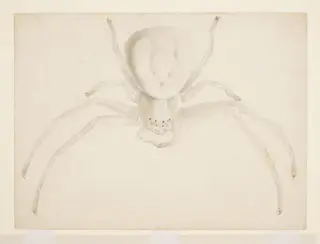 Study of a light grey spider, by Beatrix Potter, watercolor, 1887