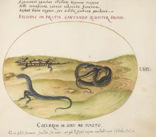Plate 57: A Snake, a Fire Salamander, and a Snakelike Creature with Two Legs, by Joris Hoefnagel, gouache, 1594