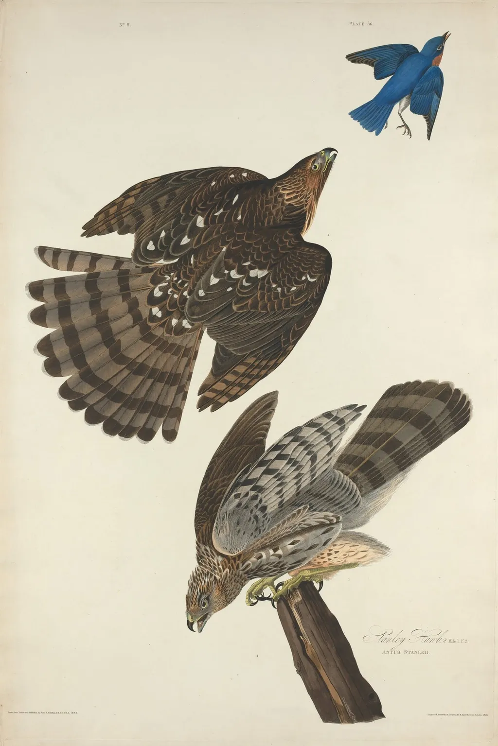 Stanley Hawk, by Havell, Jr., Robert, ink, 1828