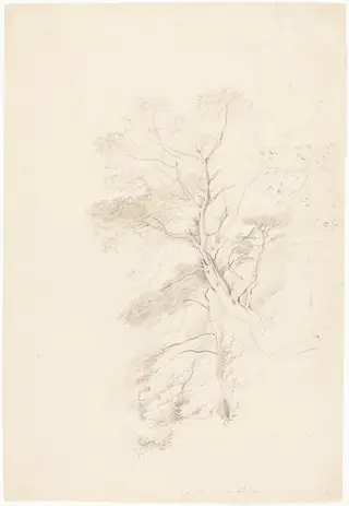 A Beech Wood