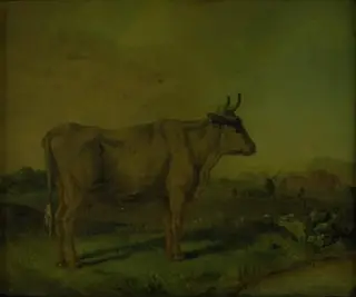 A Cow