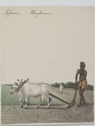 A cultivator
