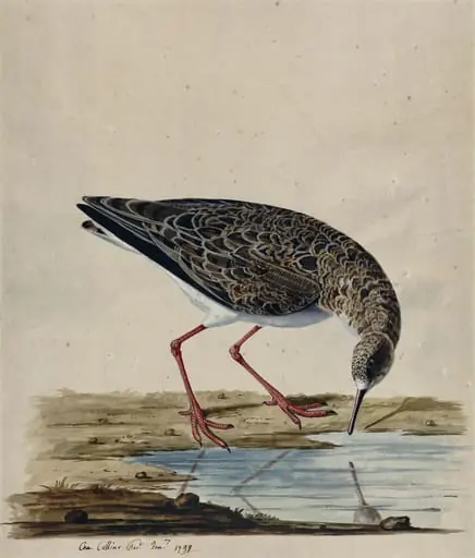 A Curlew Sandpiper