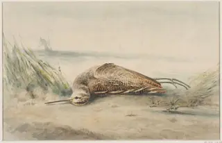 A Dead Snipe