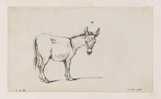 A donkey