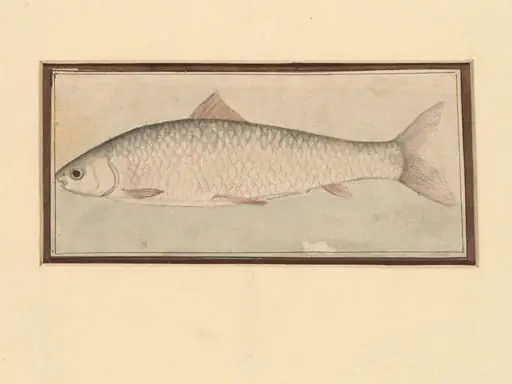 A fish