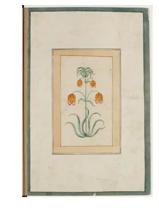 a flowering plant.